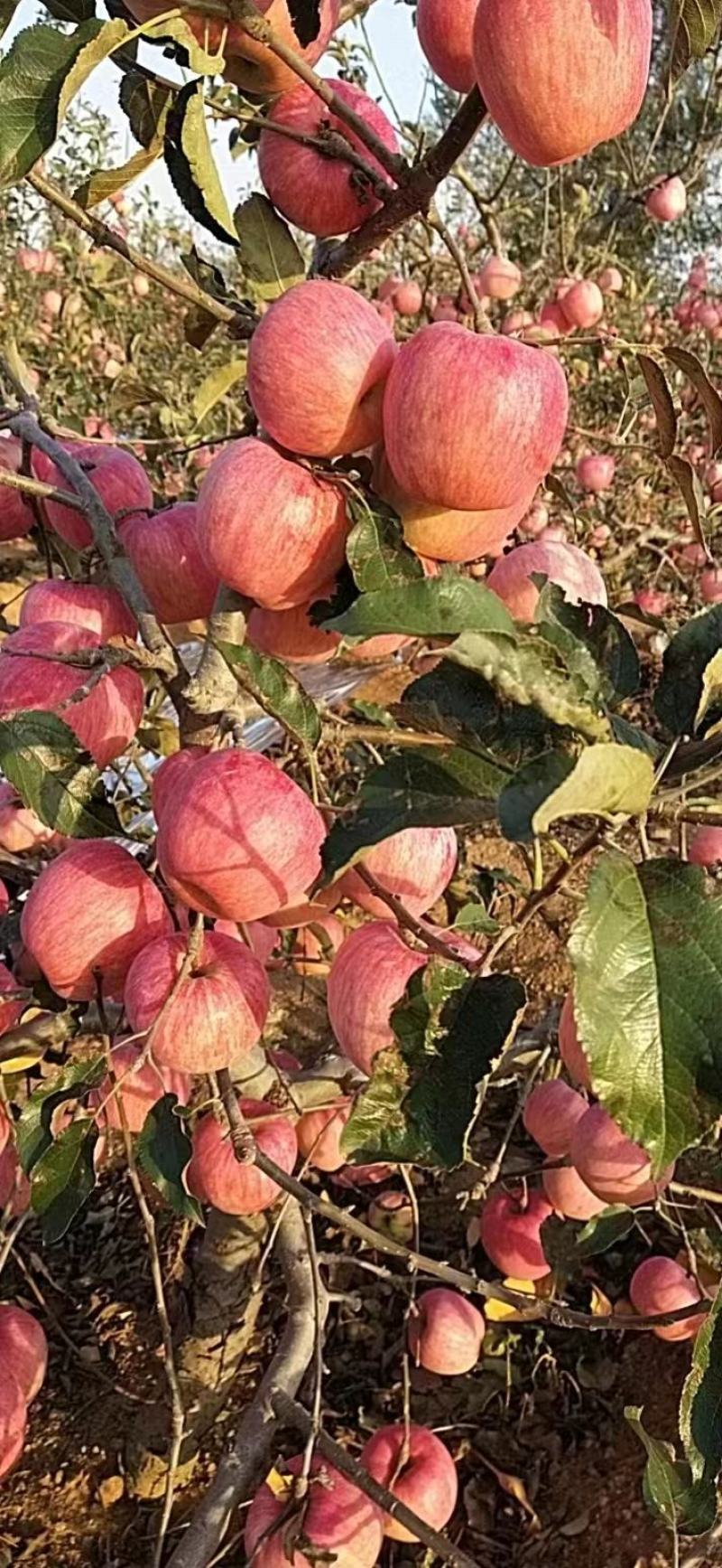 寒富苹果
