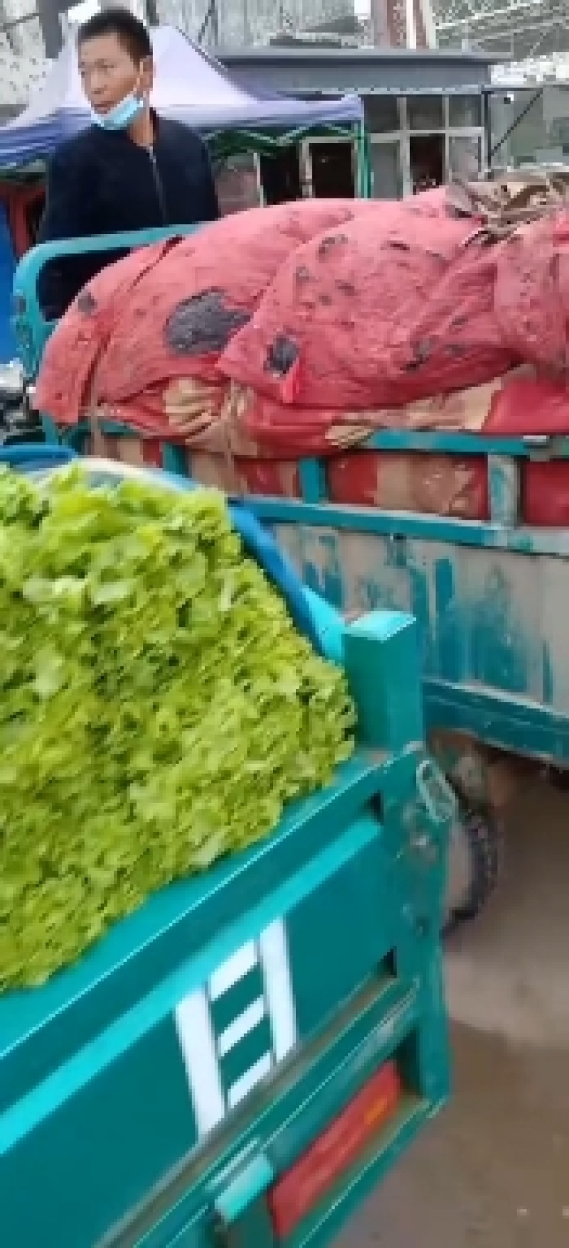生菜，形状扇子行，叶绿，棵子大小适中，黄叶，青叶都有货