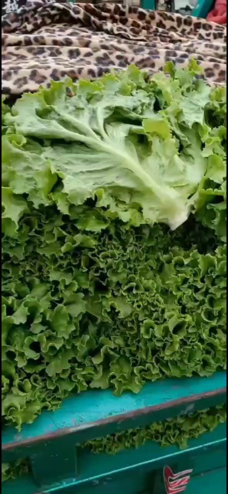 生菜，形状扇子行，叶绿，棵子大小适中，黄叶，青叶都有货
