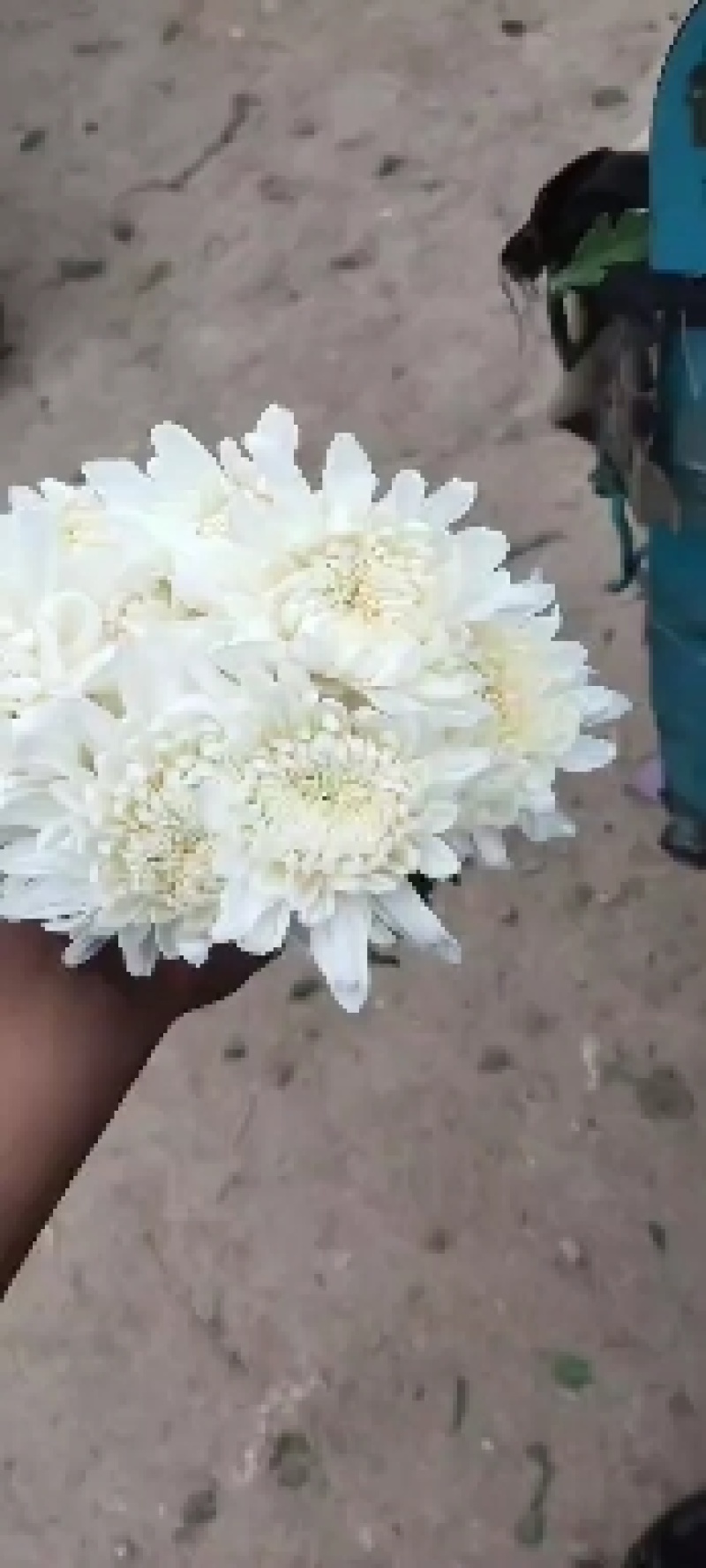 江苏大白菊，神马，精诚，白善，黄菊，光玉，金善，！
