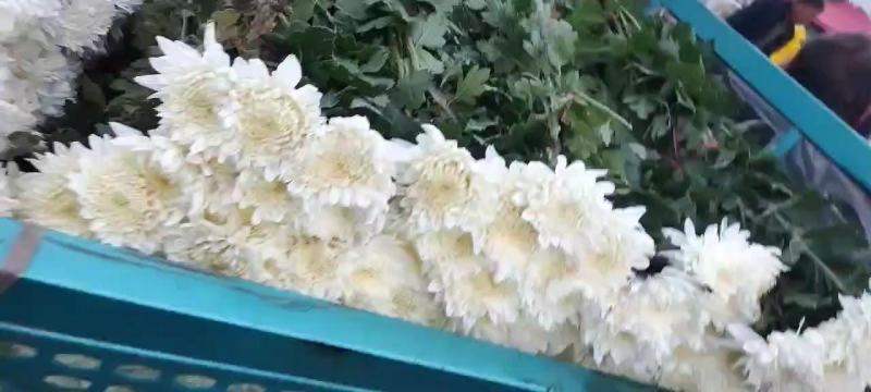 江苏大白菊，神马，精诚，白善，黄菊，光玉，金善，！