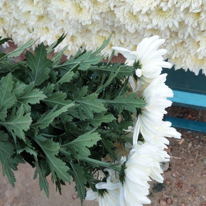 江苏大白菊，神马，精诚，白善，黄菊，光玉，金善，！