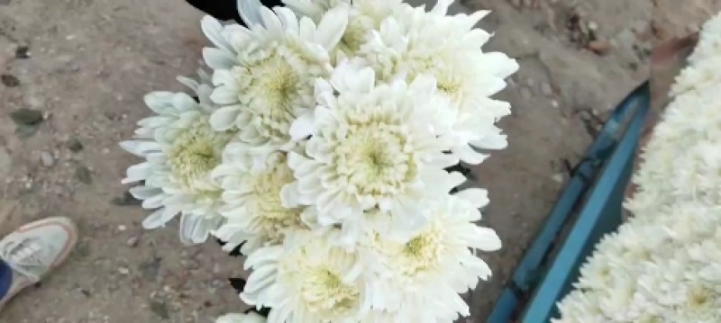江苏大白菊，神马，精诚，白善，黄菊，光玉，金善，！