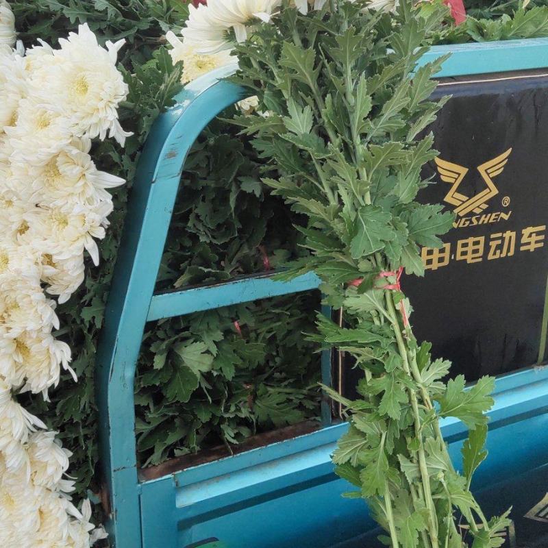 江苏大白菊，神马，精诚，白善，黄菊，光玉，金善，！