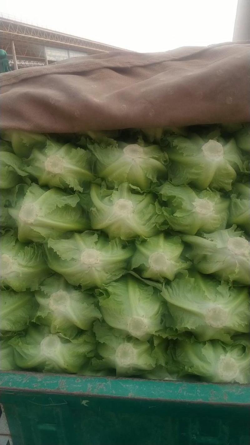 意大利，颜色嫩绿，棵行好看，无包心，棵子均匀