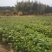 江西杉树苗,杉木苗,陈山红心杉苗主产地杉树苗数十年育苗经验