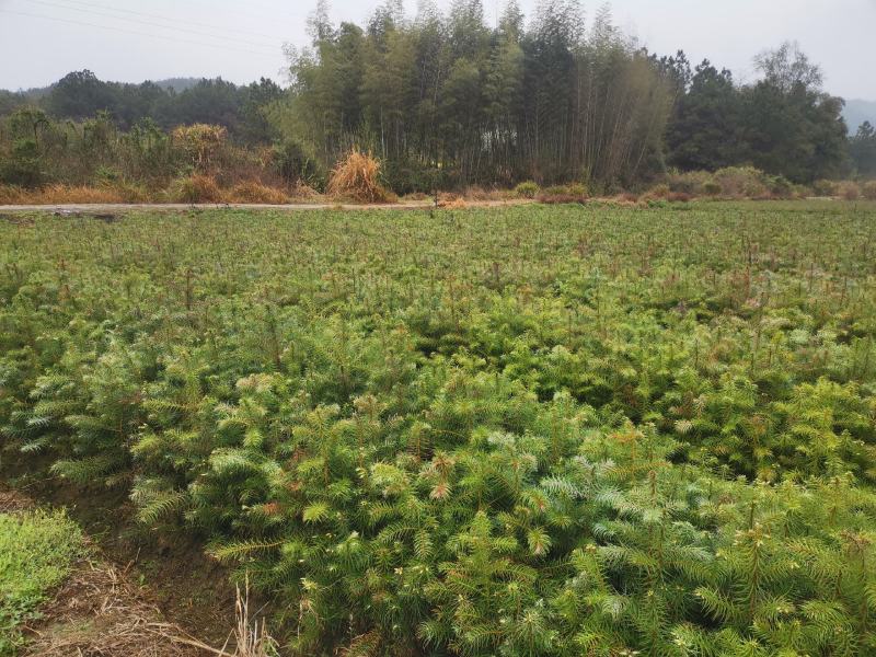 江西杉树苗，杉木苗，陈山红心杉苗主产地杉树苗数十年育苗经验