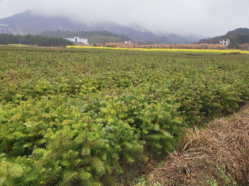 江西杉树苗，杉木苗，陈山红心杉苗主产地杉树苗数十年育苗经验