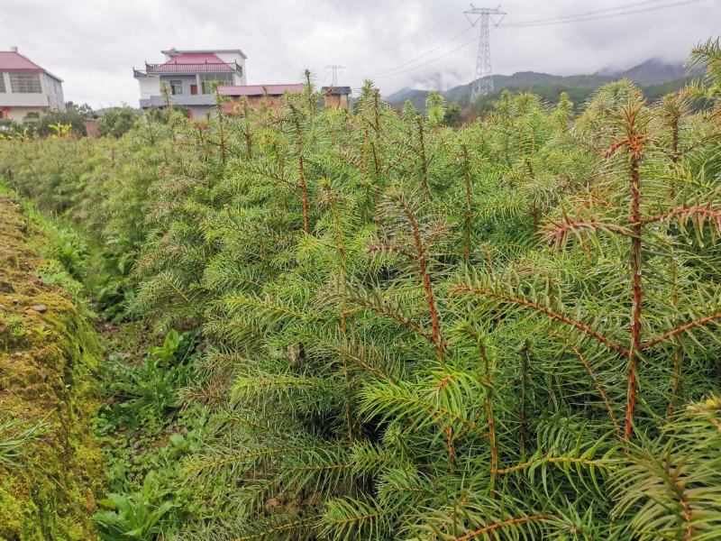江西杉树苗，杉木苗，陈山红心杉苗主产地杉树苗数十年育苗经验