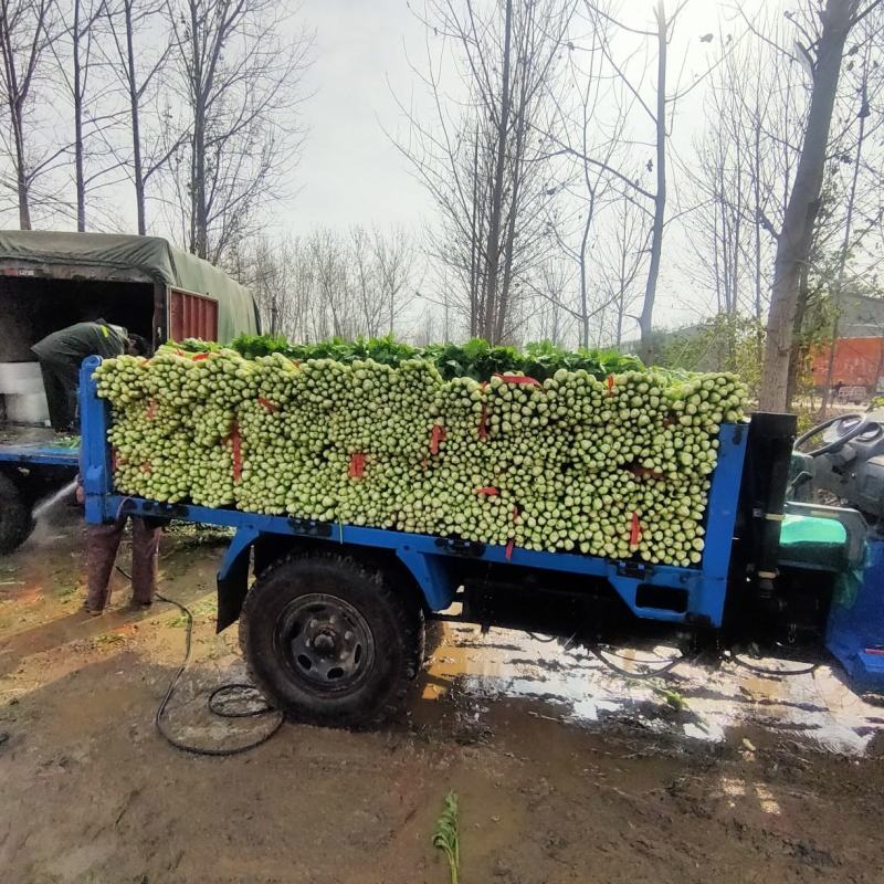 芹菜，西芹，大中小棵，走市场，超市，工厂，电商，基地直供