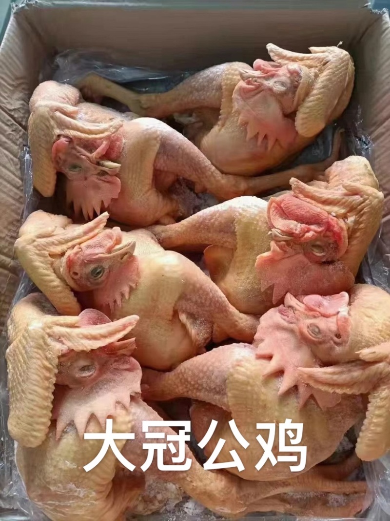 鸡鸭副产品鸡肠鸡肝琵琶腿鸭珍鸡胗大胸翅根翅中翅尖鸡心
