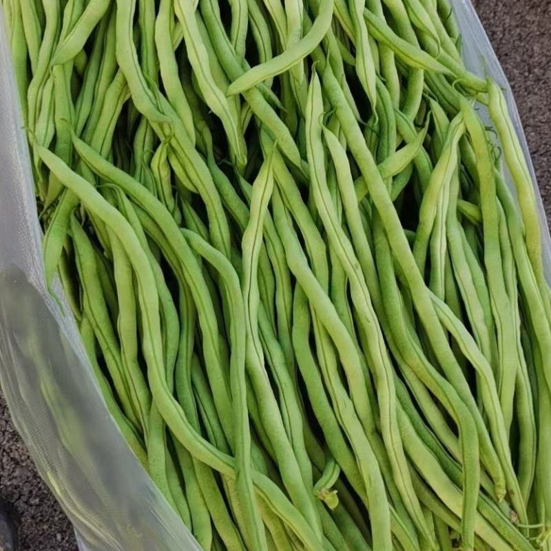 无筋豆大量供应、质量保证、欢迎采购11111