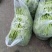 无筋豆大量供应、质量保证、欢迎采购11111