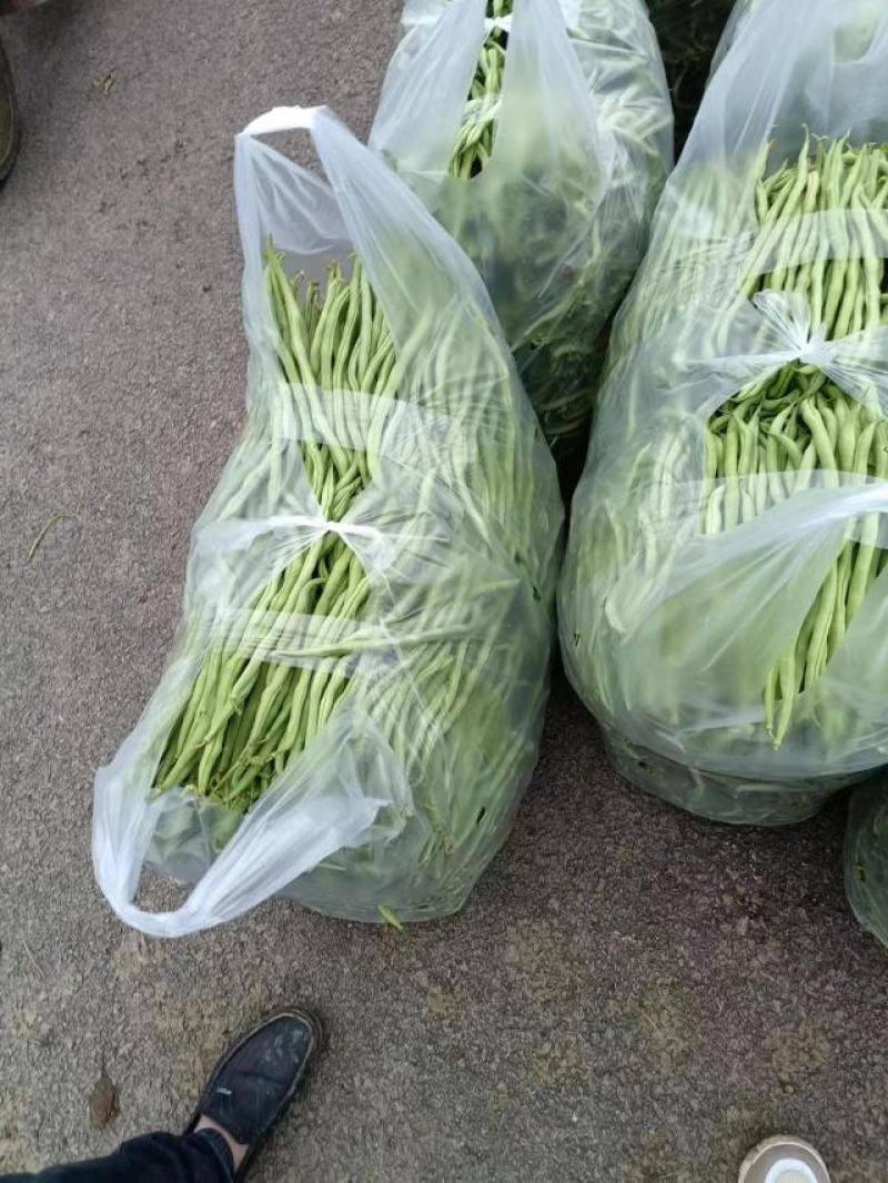 无筋豆大量供应、质量保证、欢迎采购11111