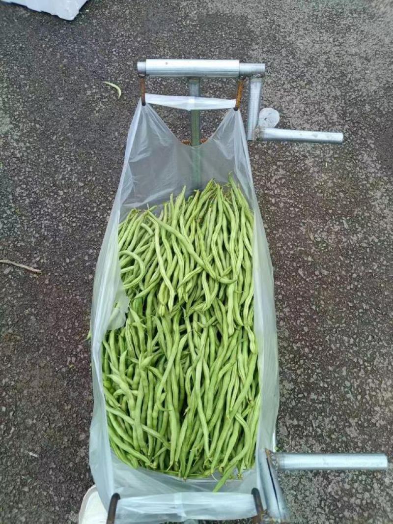 无筋豆大量供应、质量保证、欢迎采购11111