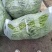 无筋豆大量供应、质量保证、欢迎采购11111