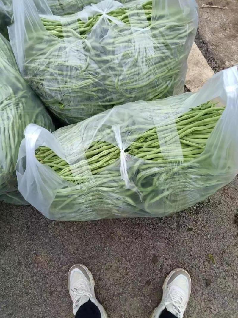 无筋豆大量供应、质量保证、欢迎采购11111