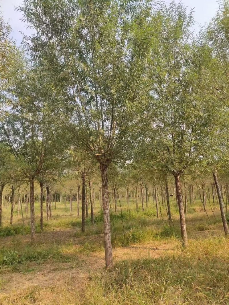 旱柳基地/柳树直柳/垂柳基地/批发各种规格柳树