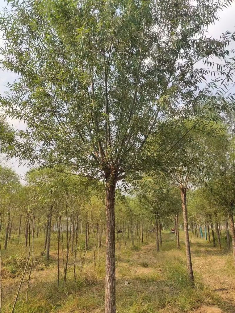 旱柳基地/柳树直柳/垂柳基地/批发各种规格柳树