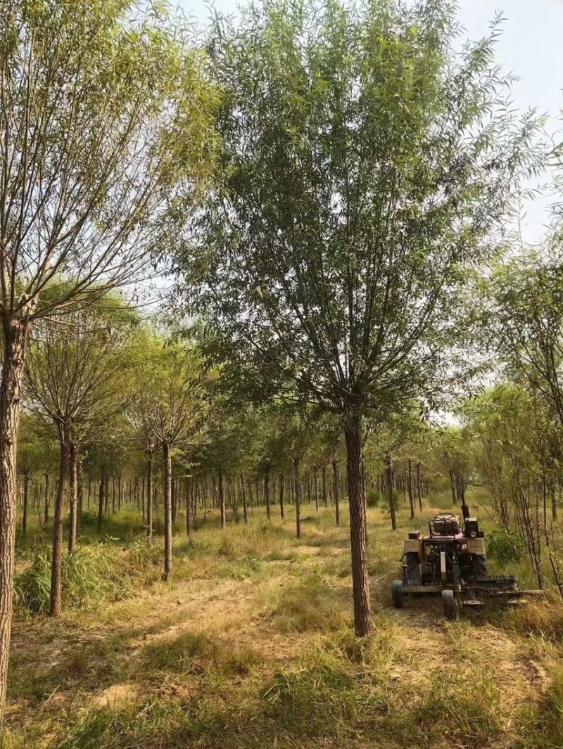 旱柳基地/柳树直柳/垂柳基地/批发各种规格柳树