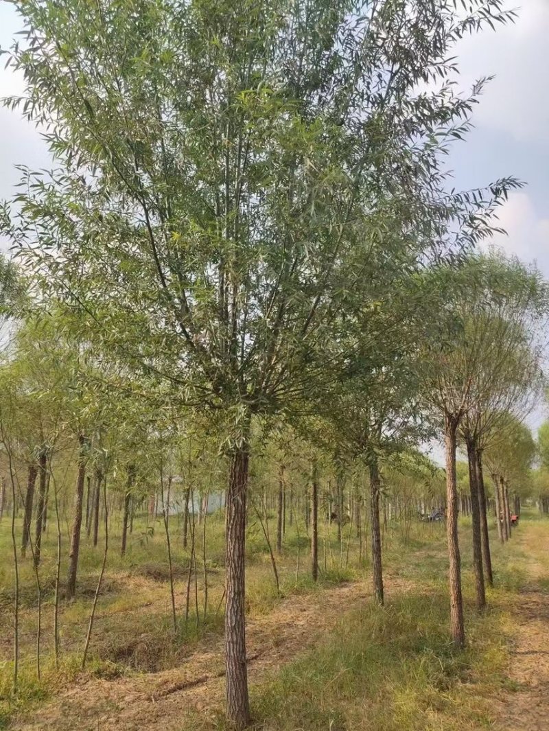 旱柳基地/柳树直柳/垂柳基地/批发各种规格柳树