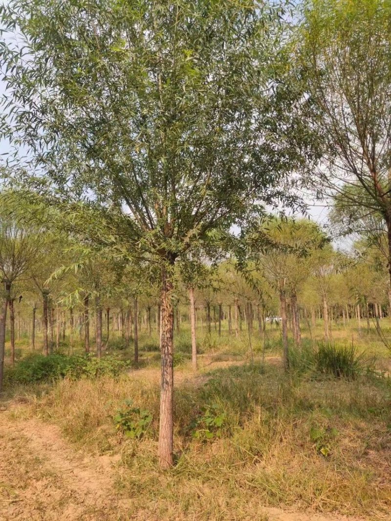 旱柳基地/柳树直柳/垂柳基地/批发各种规格柳树