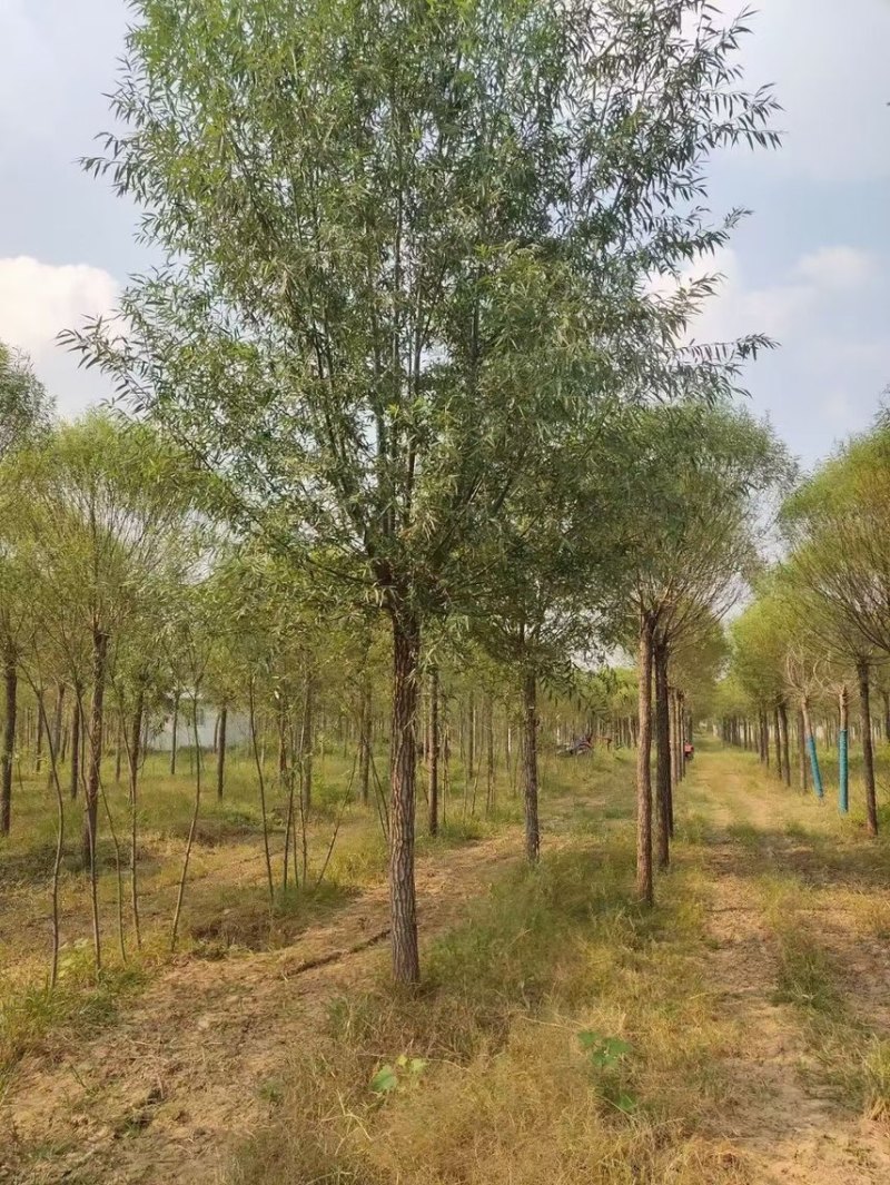 旱柳基地/柳树直柳/垂柳基地/批发各种规格柳树