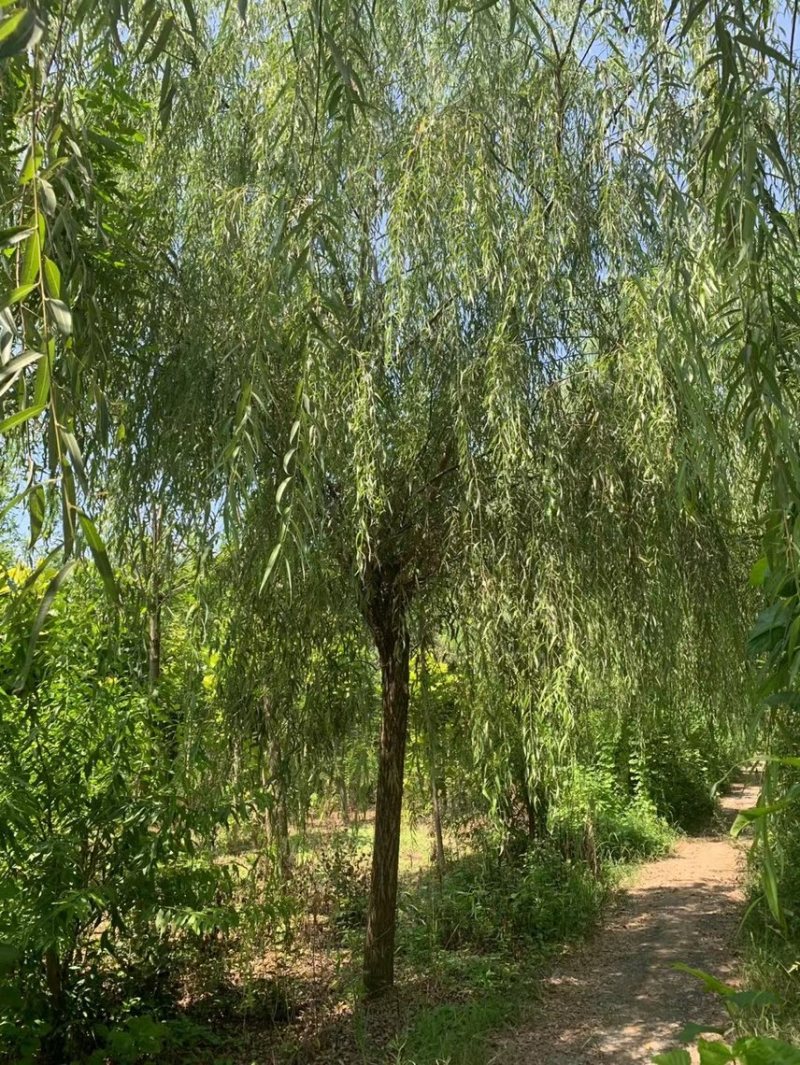 旱柳基地/柳树直柳/垂柳基地/批发各种规格柳树