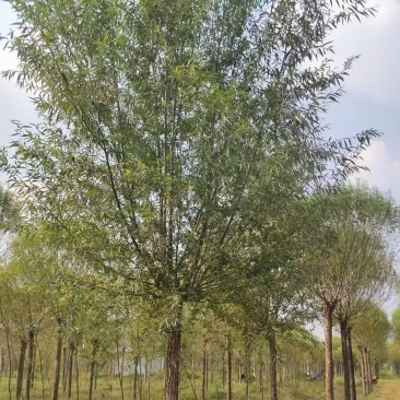 旱柳基地/柳树直柳/垂柳基地/批发各种规格柳树