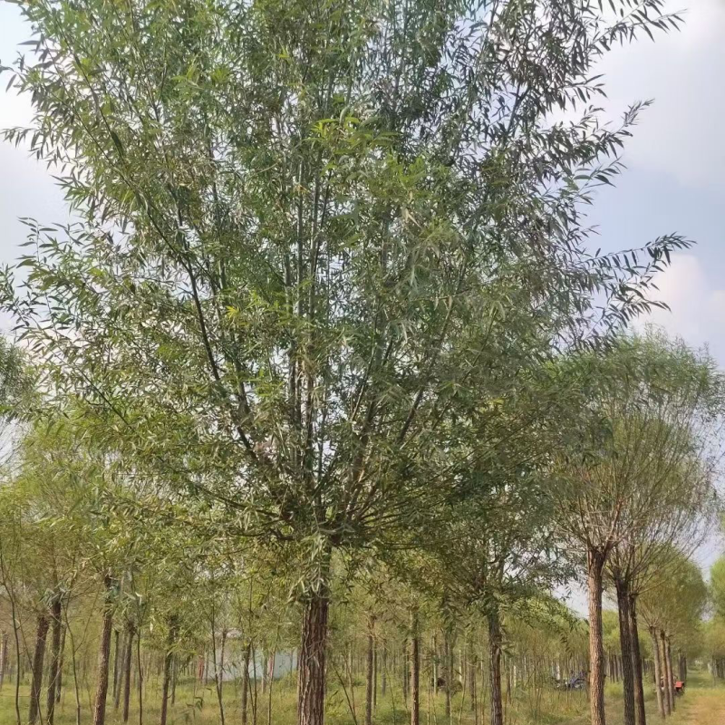 旱柳基地/柳树直柳/垂柳基地/批发各种规格柳树