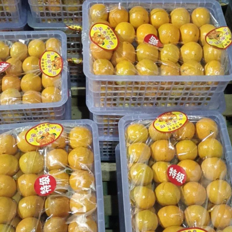 【精选优选】广东皇帝柑贡柑过机精选精品打腊果大量供应