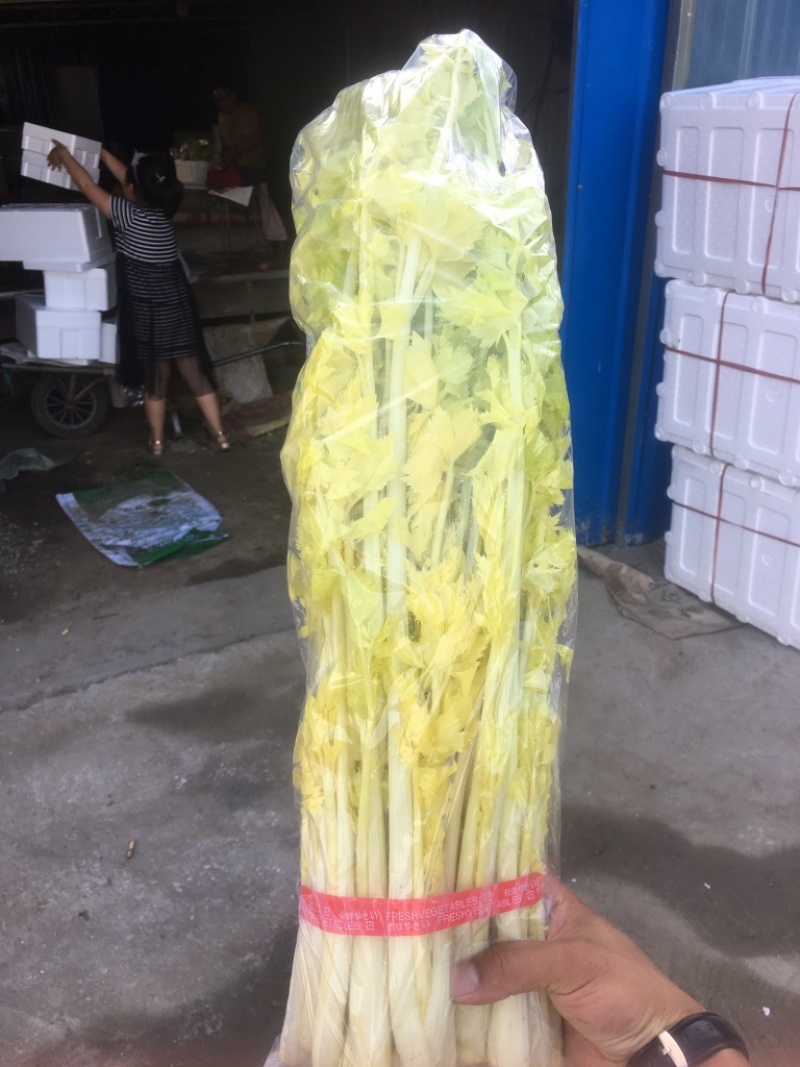 平度马家沟芹菜种植基地精品礼盒/马家芹菜酒店食材