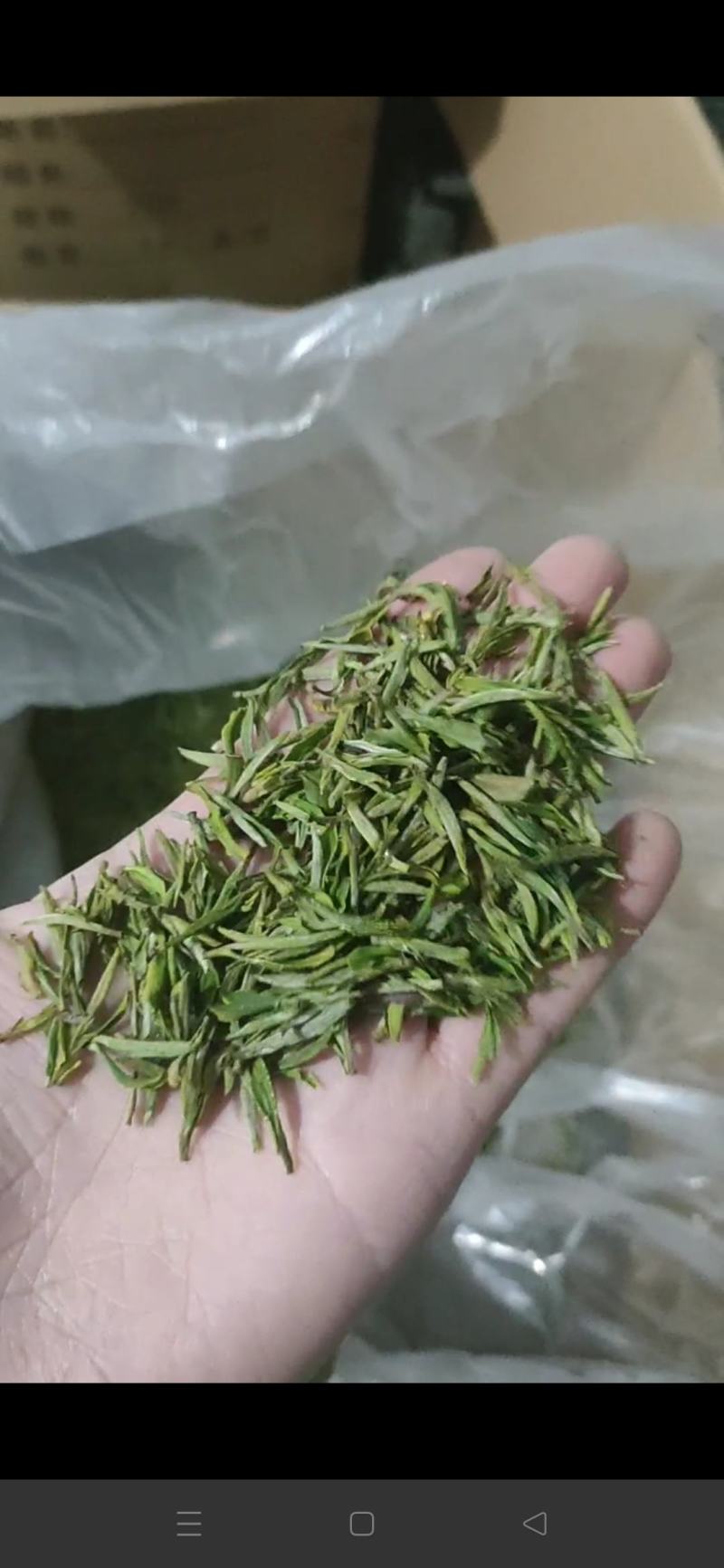 岳西翠兰
