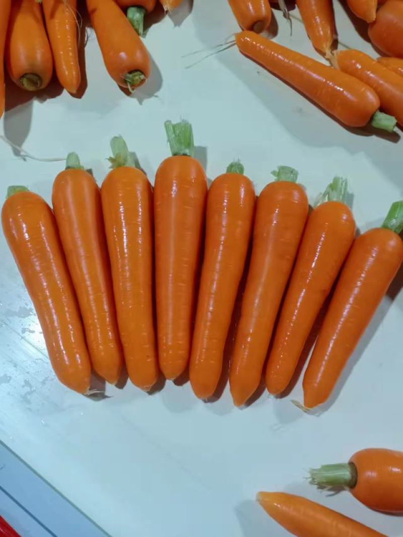 三红胡萝卜精品胡萝卜产地大量供应（3～7两）