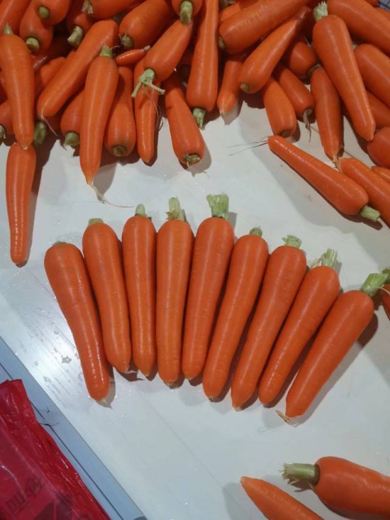 三红胡萝卜精品胡萝卜产地大量供应（3～7两）