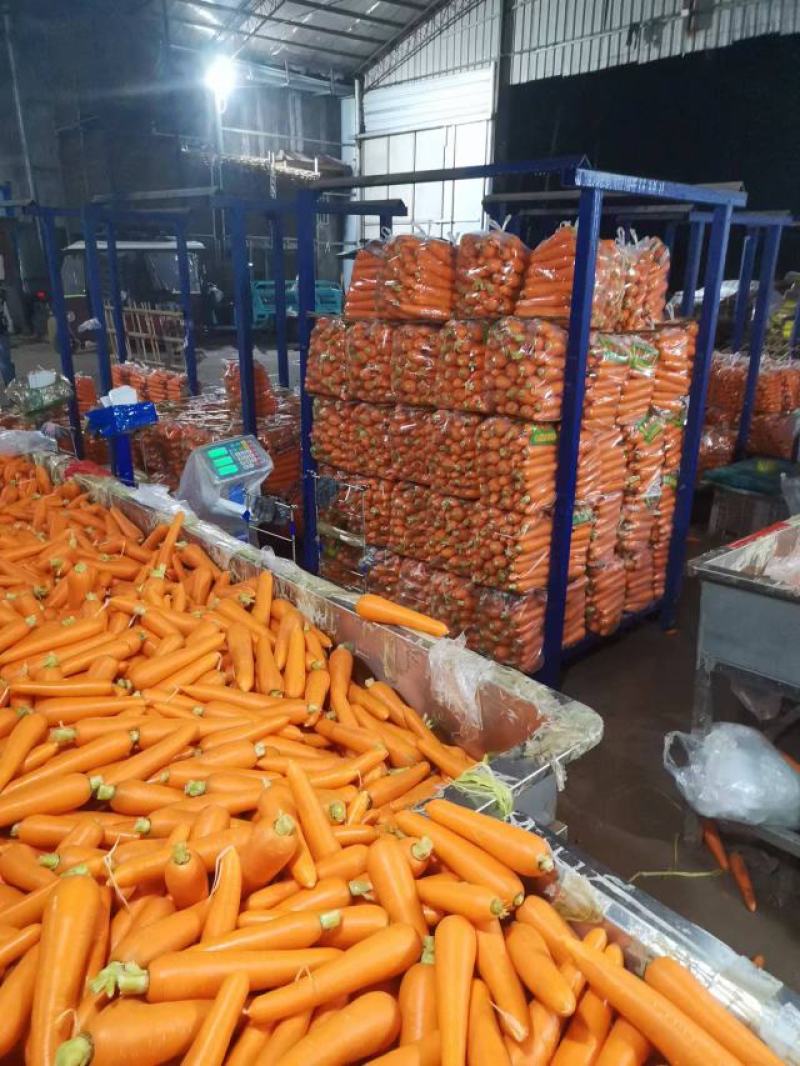 三红胡萝卜精品胡萝卜产地大量供应（3～7两）