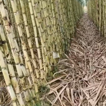 云南黄皮甘蔗基地一手货源全国发货保质保量可视频