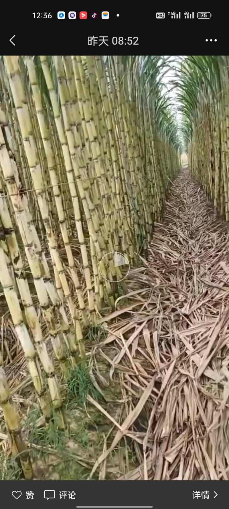 云南黄皮甘蔗基地一手货源全国发货保质保量可视频