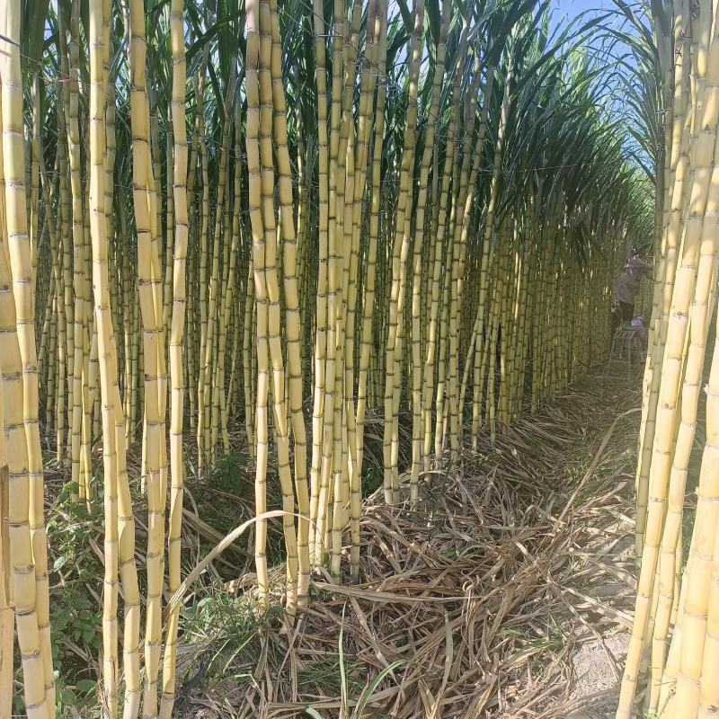 云南黄皮甘蔗基地一手货源全国发货保质保量可视频