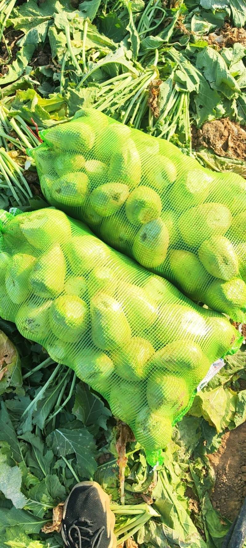 辽宁锦州黑山芥菜头上市，欢迎前来选购合作共赢