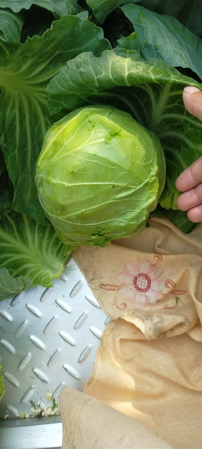 精品甘蓝圆包菜万亩基地，加工厂，免费接送住宿