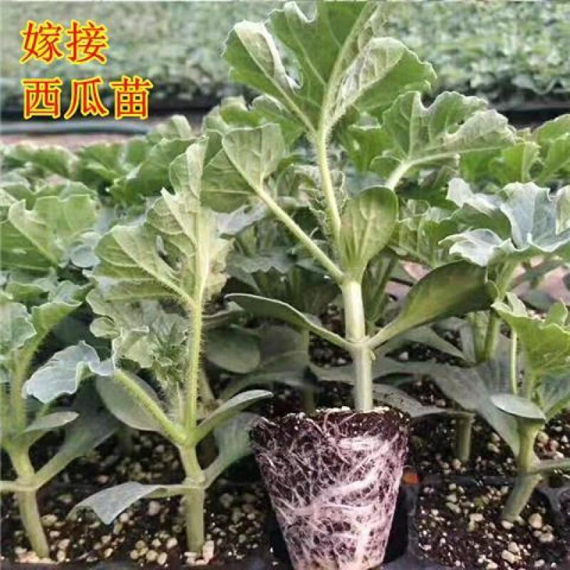 西瓜苗品种齐全价格便宜一手货源技术指导转车发货