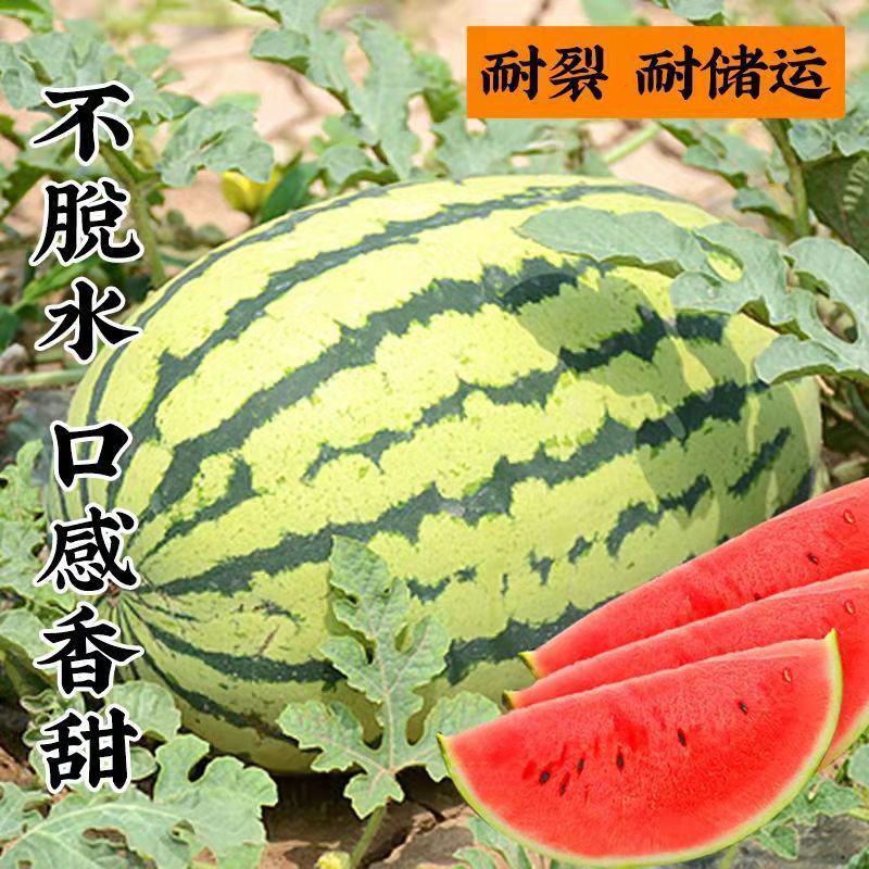 西瓜苗品种齐全价格便宜一手货源技术指导转车发货