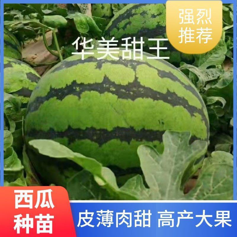 西瓜苗品种齐全价格便宜一手货源技术指导转车发货