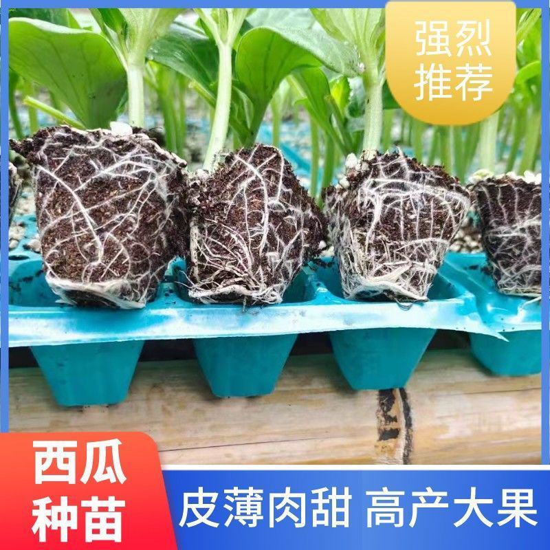 西瓜苗品种齐全价格便宜一手货源技术指导转车发货