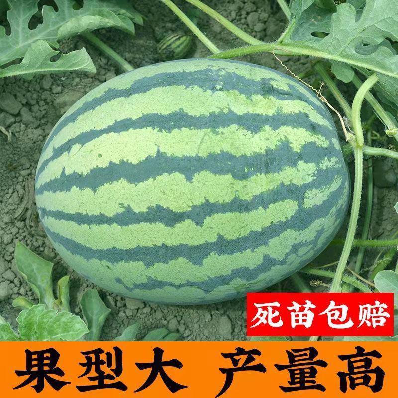 西瓜苗品种齐全价格便宜一手货源技术指导转车发货