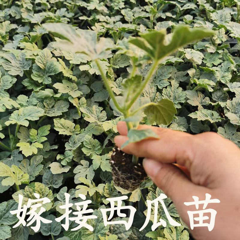西瓜苗品种齐全价格便宜一手货源技术指导转车发货