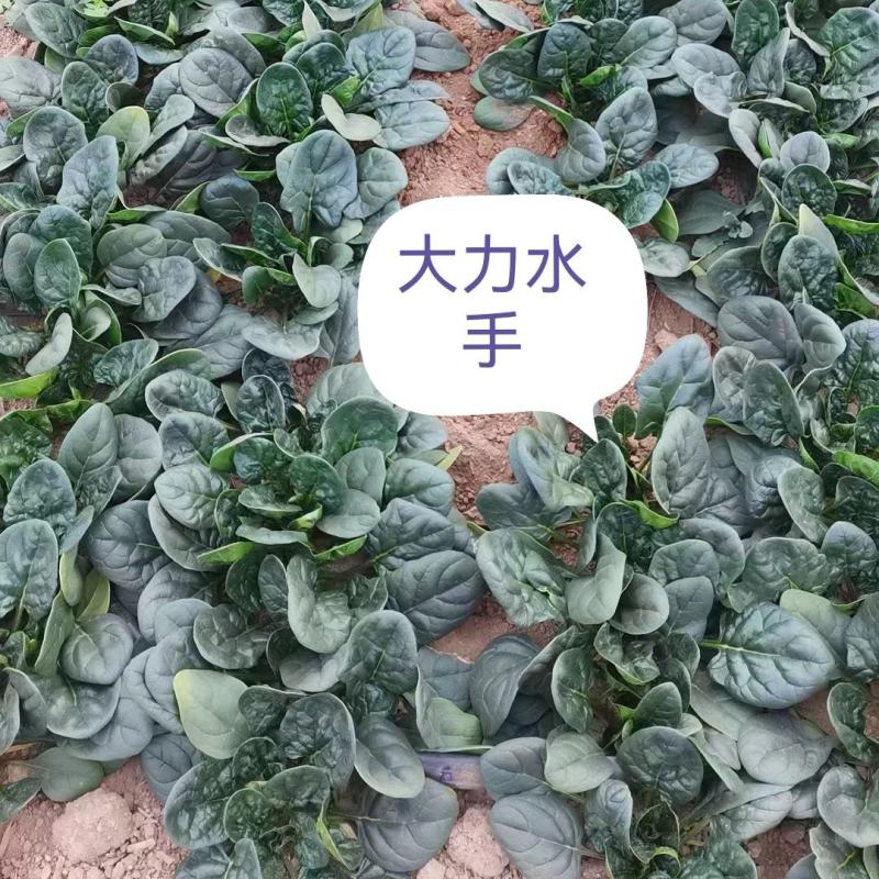 趴地大力水手菠菜种子早熟高产抗病耐寒秋季种植菠菜种孑