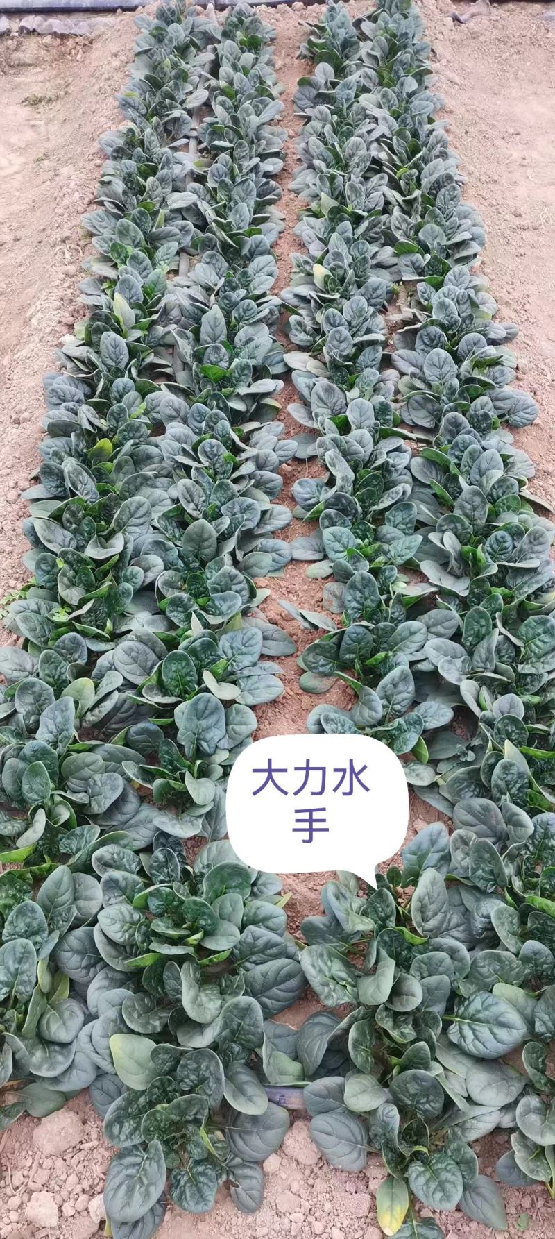 趴地大力水手菠菜种子早熟高产抗病耐寒秋季种植菠菜种孑