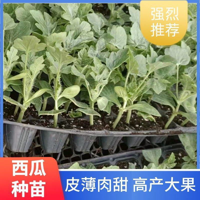 美都嫁接西瓜苗品种好早熟抗病强美都西瓜苗